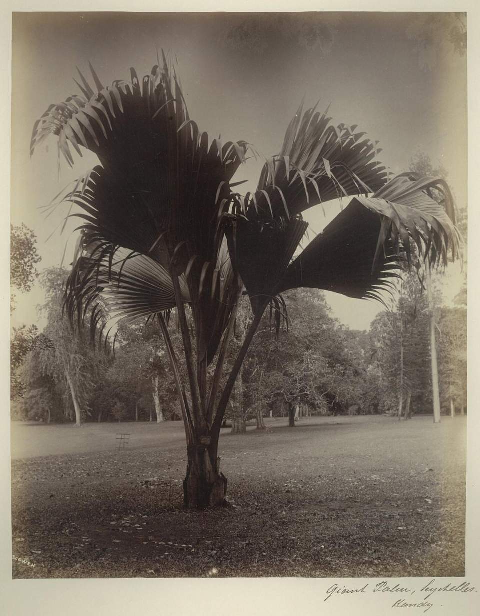 Fotografie Seychellen Palme,Ceylon