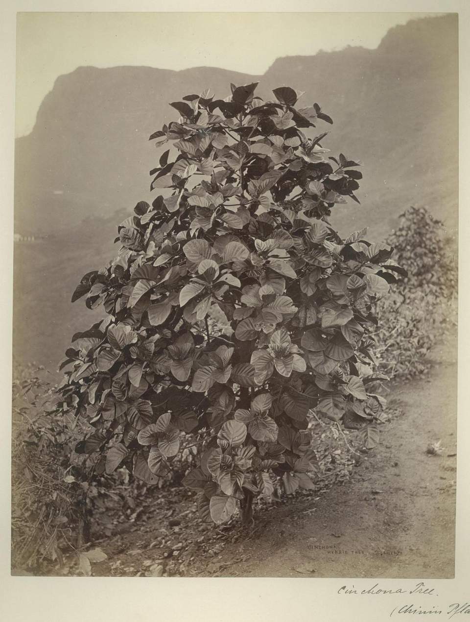 Fotografie Chinin - Pflanze, Ceylon