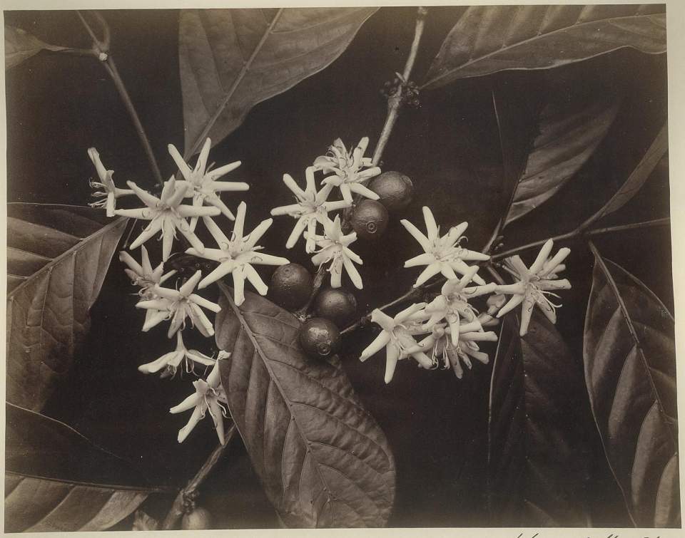 Fotografie Blüten des Kaffeestrauchs, Ceylon