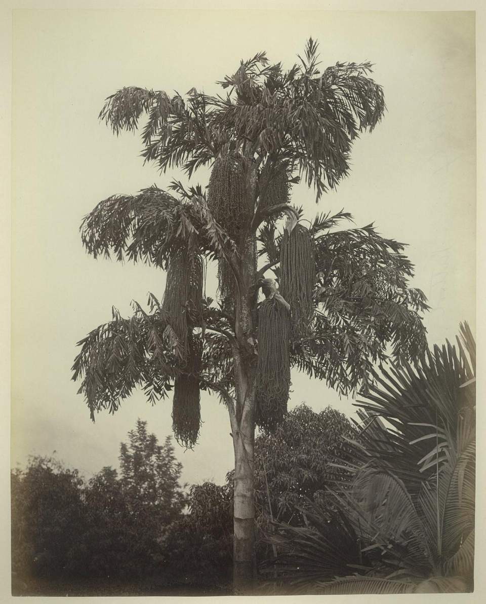 Fotografie Palme aus ceylon