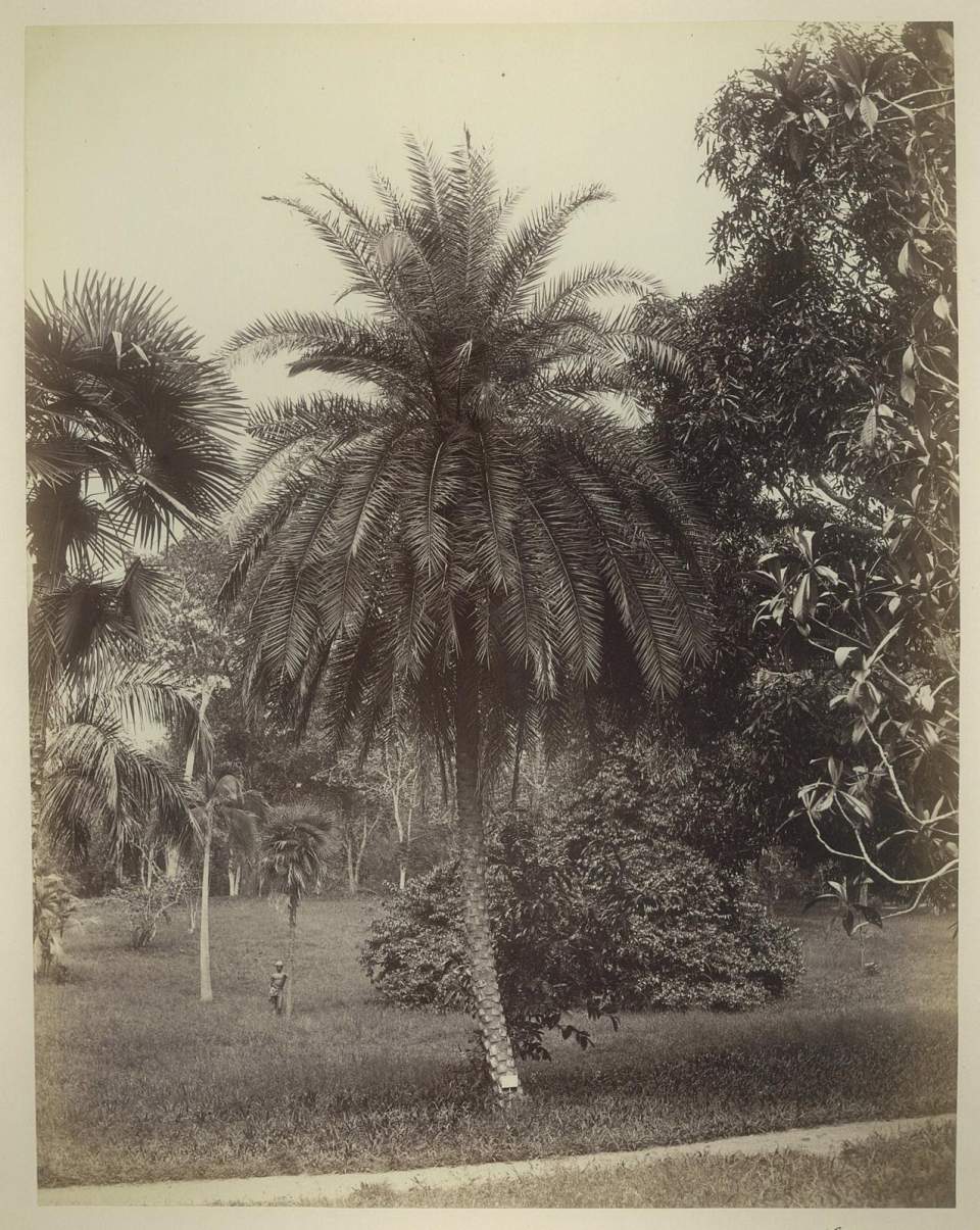 Fotografie Palmgarten auf Ceylon