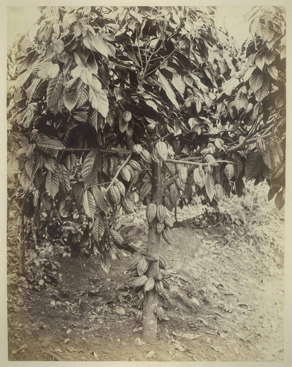 Fotografie Kakaobaum, Ceylon