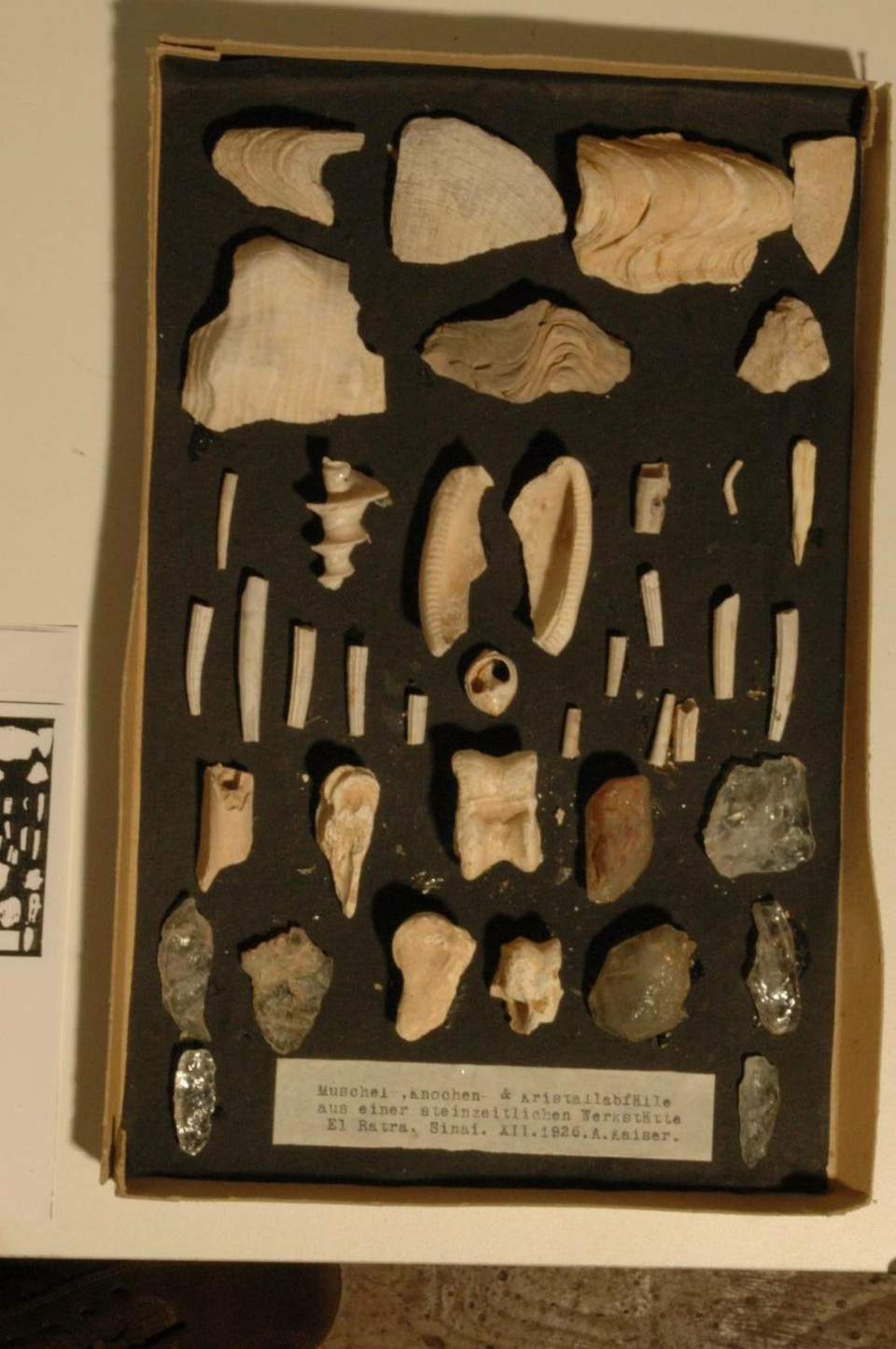 Abfälle von Muscheln