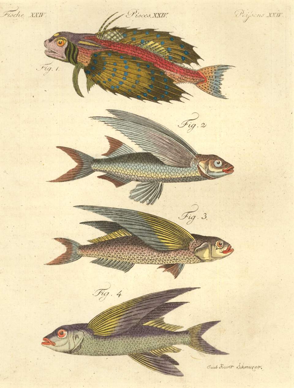 Grafik, Bild mit fliegenden Fischen